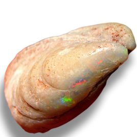 Australian Opal Shell Fossil Mussel Collectors Specimen 64ct H97