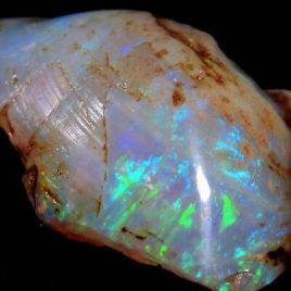 48.9ct Coober Pedy Specimen Australian Rough Opal Rare Fossil Bivalve Gem #D19